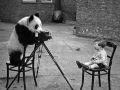 panda-fotografo